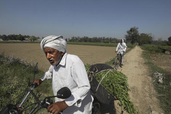 A farmer returns homewards from his farm in a village in Haryana on March 5, 2021. The ongoing farmer protests at the Ghazipur border outside Delhi entered the 100th day on March 6. Contentious new agricultural reform laws have led tens of thousands of farmers to block key highways leading to the capital. Multiple rounds of talks have failed to produce any breakthrough on the farmers' key demand to revoke the legislation. Photo: AP